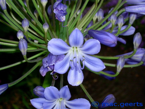 Agapanthus 'Sunfield'